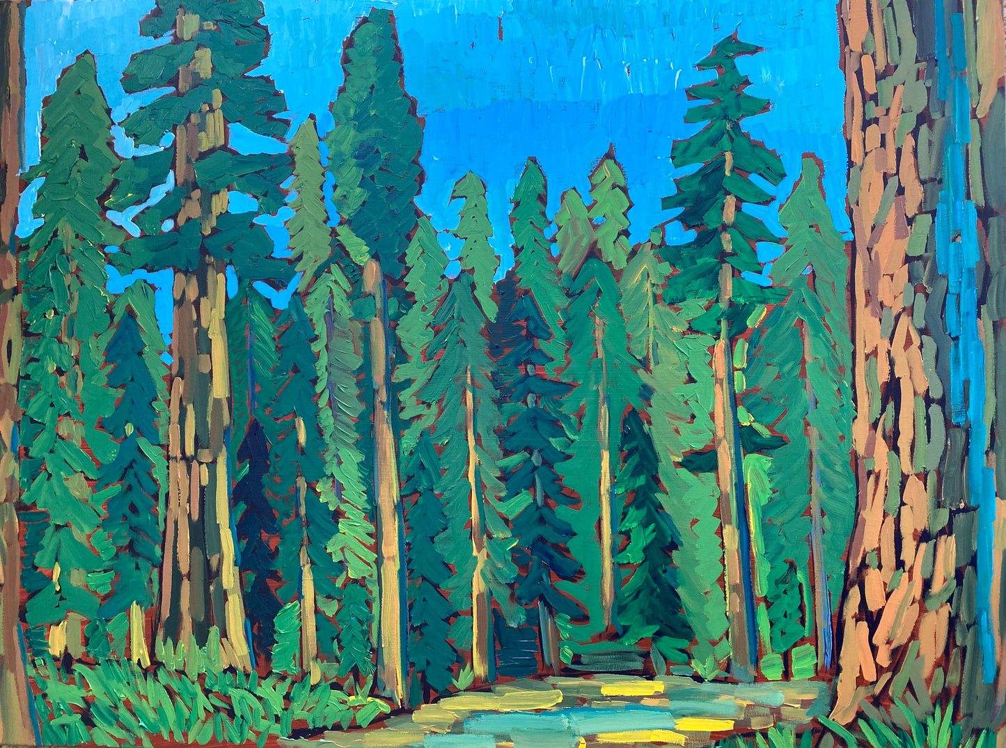 Redwoods National Park Print